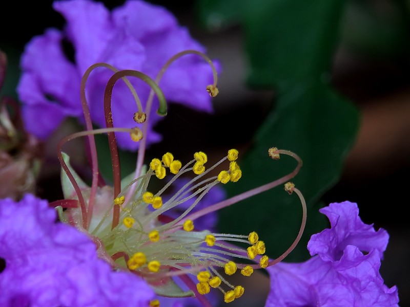 紫薇花蕊微距图片