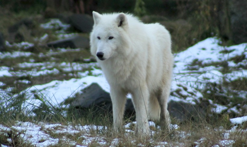 白色的野狼图片
