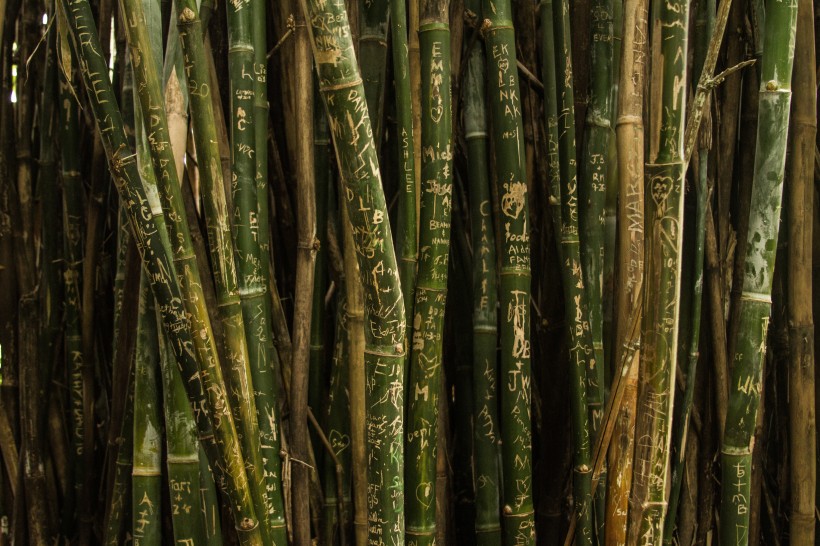 挺拔的竹子图片