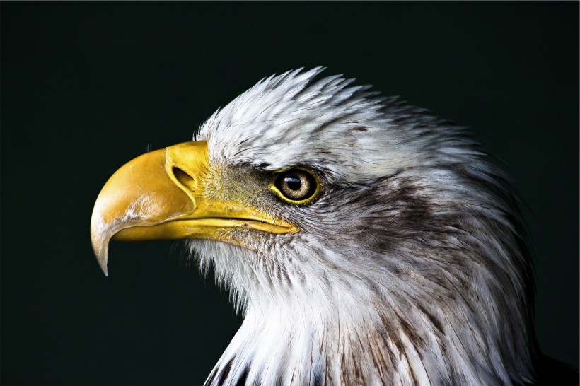 目光锐利的老鹰头部特写图片 