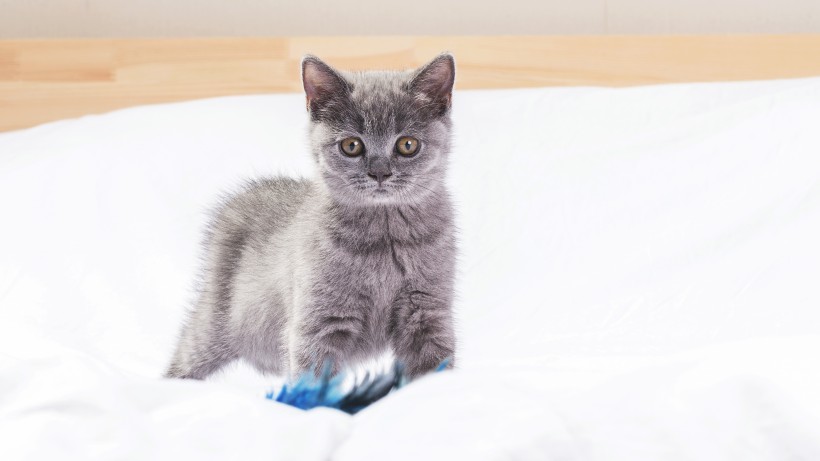 可爱灰色小猫咪图片