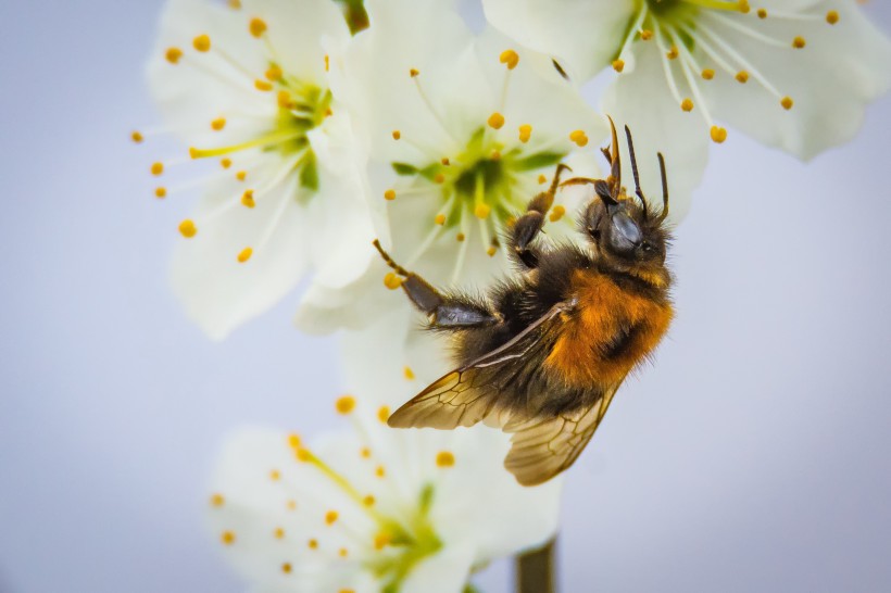 蜜蜂高清放大特写图片