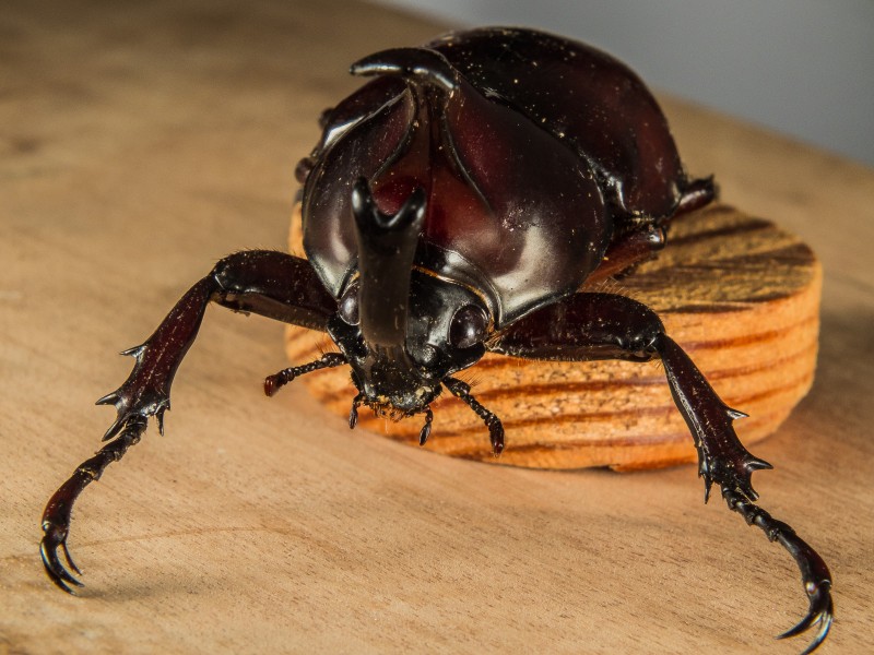 力量惊人的犀牛甲虫图片