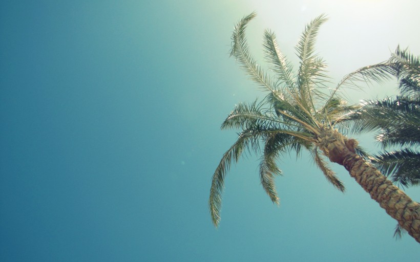 海边椰树图片