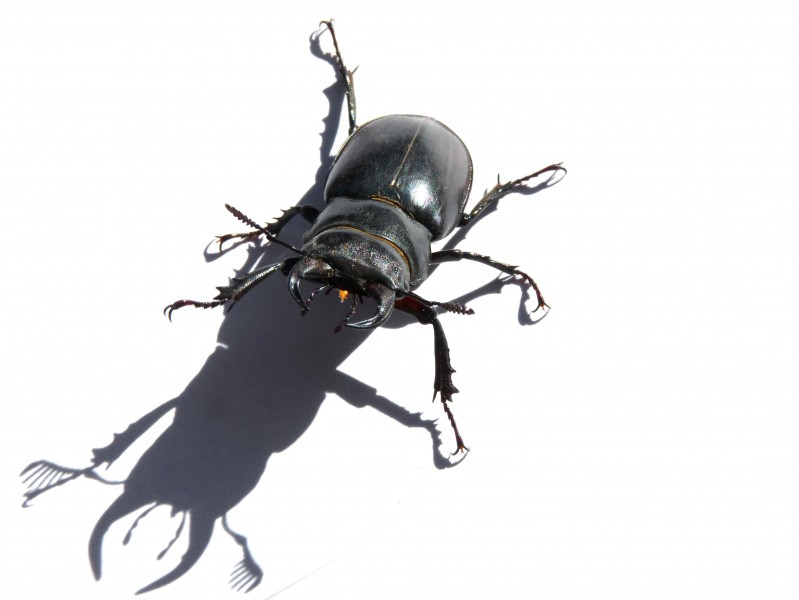 强壮的雄鹿甲虫图片