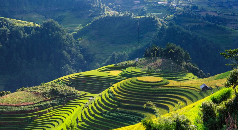 越南山地梯田风景图片