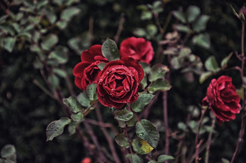 玫瑰花上的露珠图片