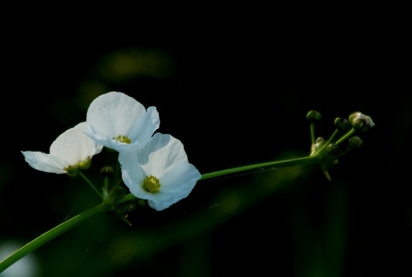不知名的白色小野花图片