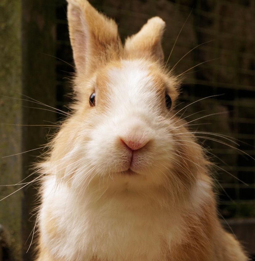 软萌可爱的兔子图片