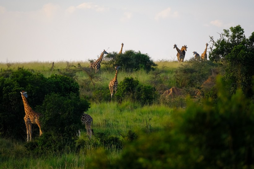 高大的野生长颈鹿图片