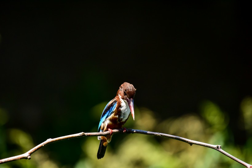 蓝翡翠鸟类图片