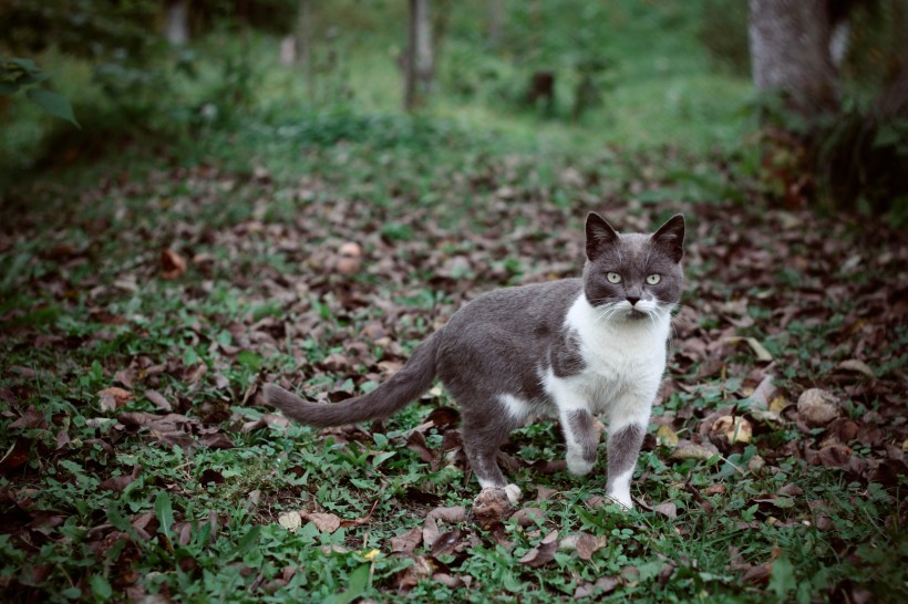 草丛里的猫咪图片