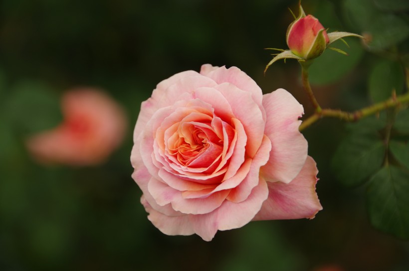 清新的粉玫瑰图片