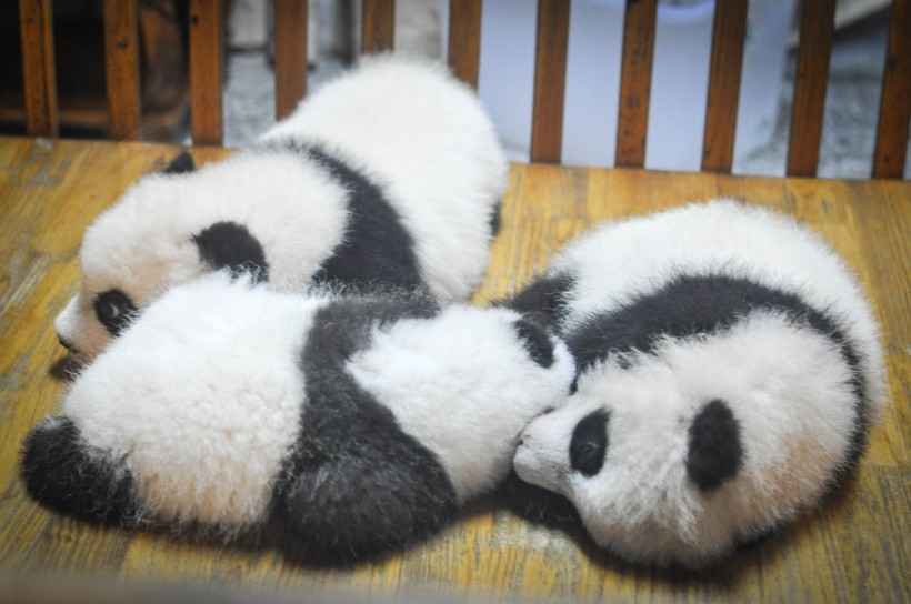 可爱呆萌的大熊猫图片