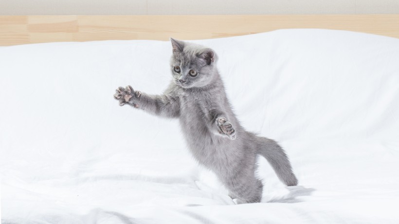 可爱灰色小猫咪图片
