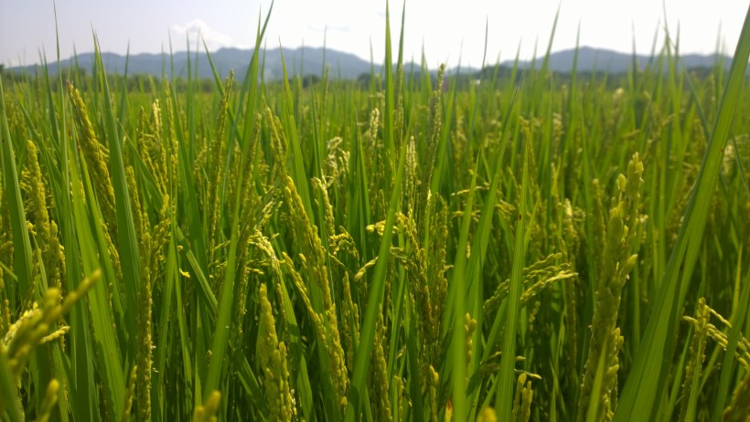 金黄丰收的水稻图片