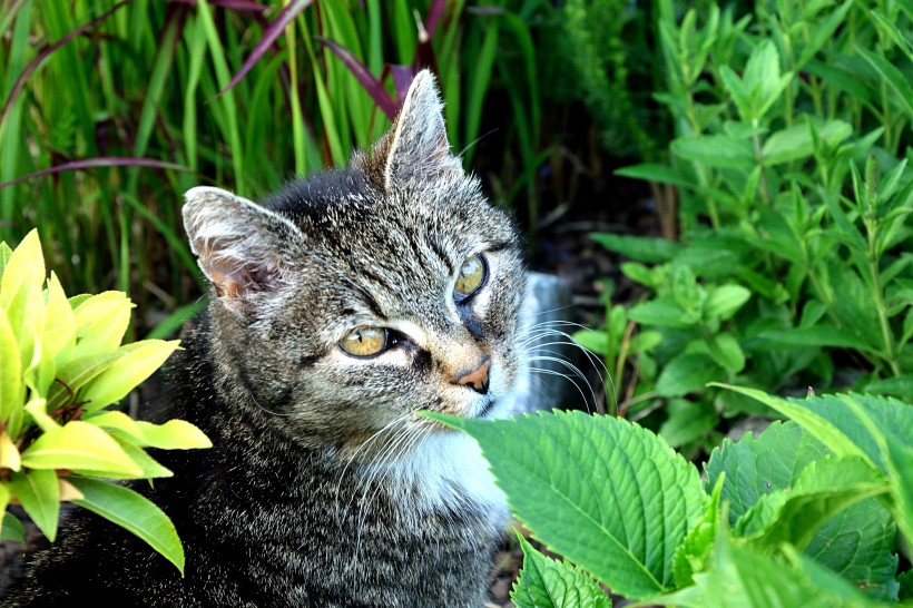 草丛里的猫咪图片