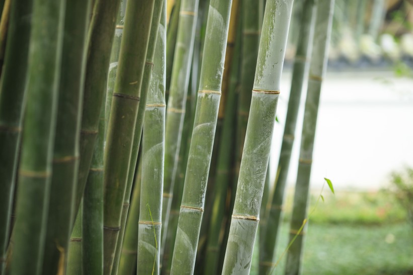 翠绿挺拔的竹子图片