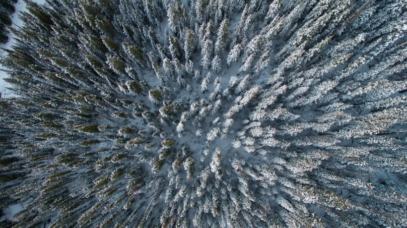 被大雪覆盖的松树林图片
