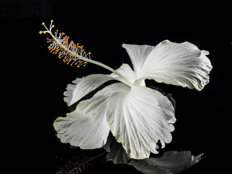 白色锦葵图片