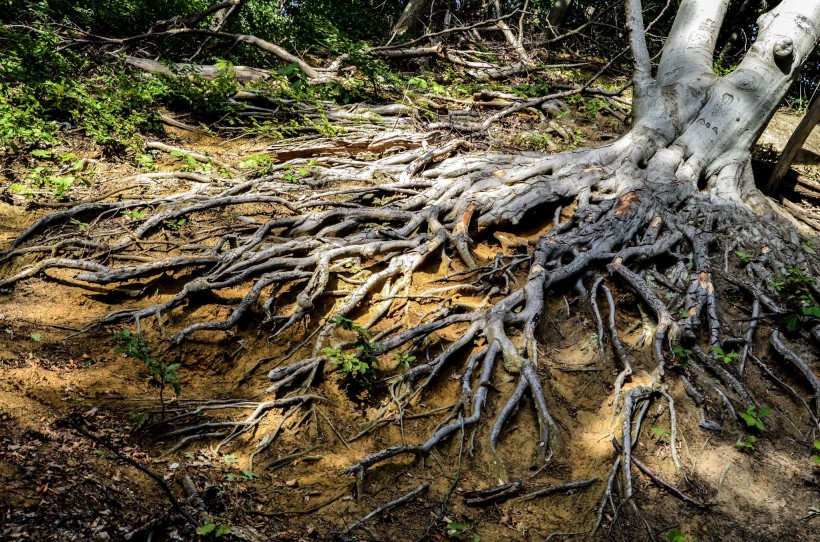 大树的根部图片