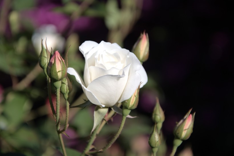 白色玫瑰图片