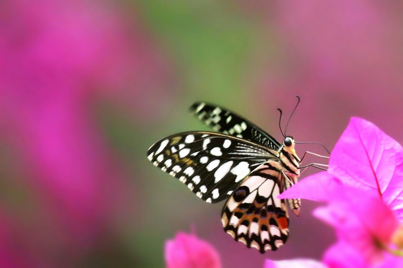 恋花的蝴蝶图片