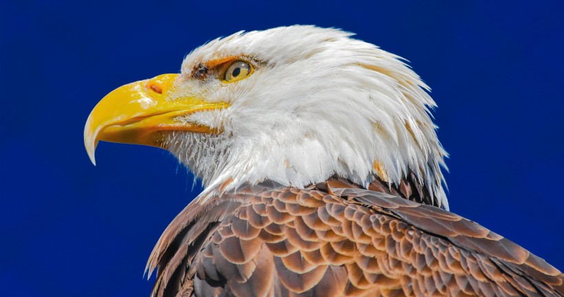 美国国鸟白头海雕图片