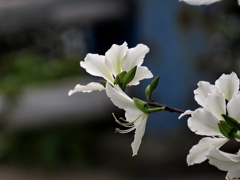 唯美白色紫荆花图片