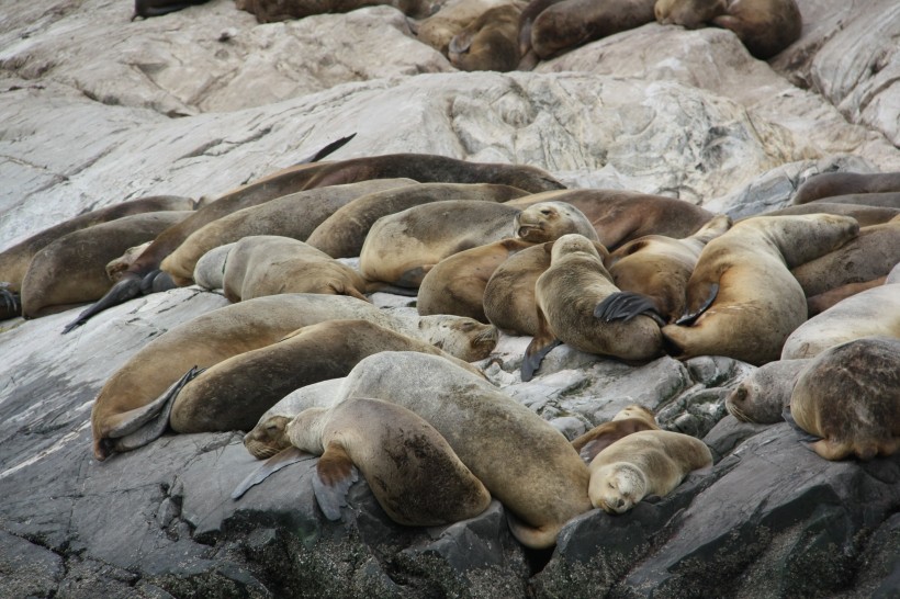 一群慵懒的海狮图片
