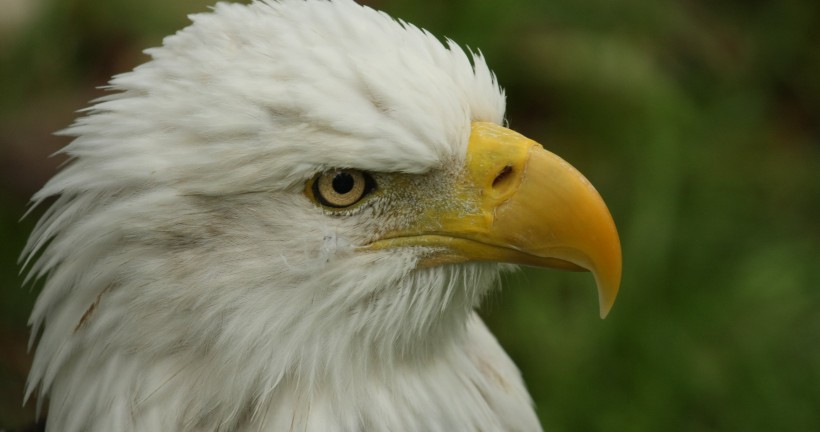 美国国鸟白头海雕图片