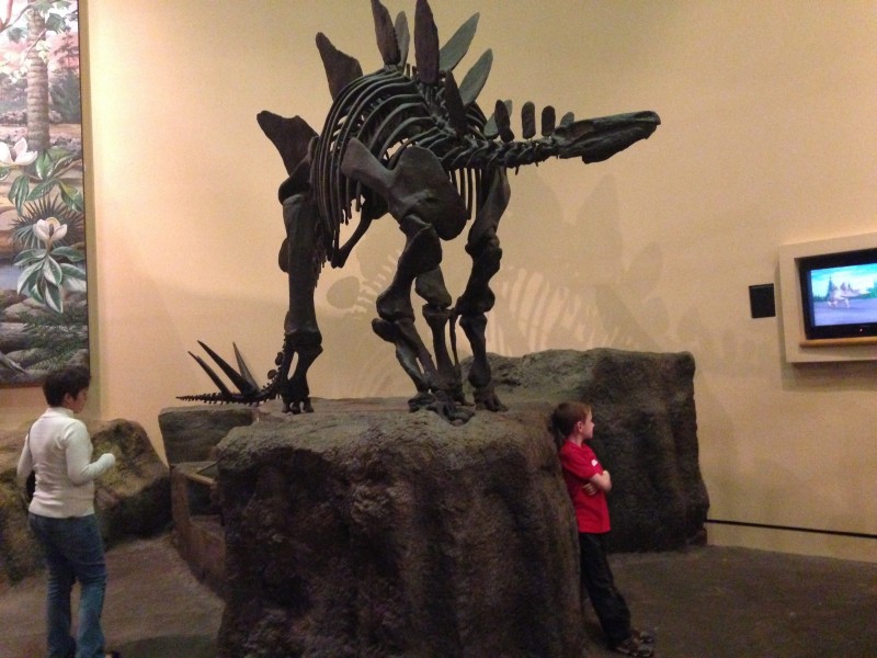 恐龙化石图片