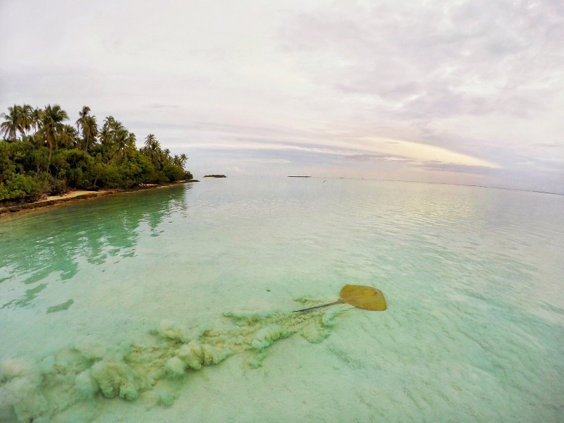马尔代夫共和国清澈见底的海水图片