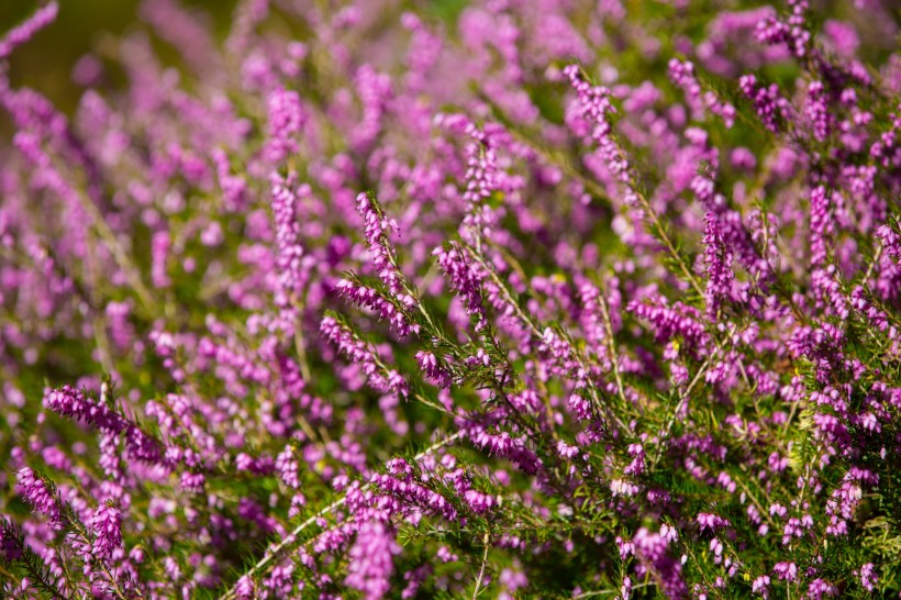 紫色石楠花图片