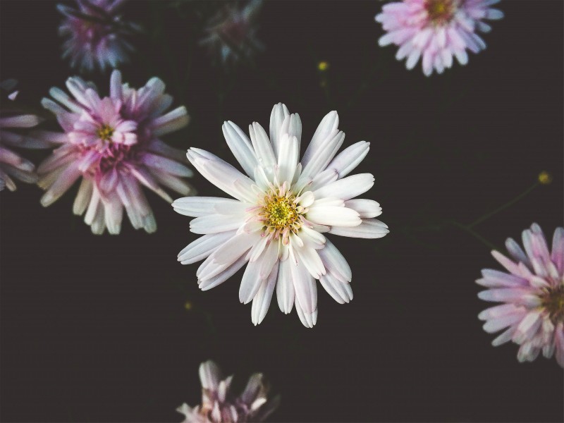 盛开的白色雏菊图片