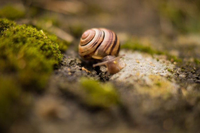爬行缓慢的蜗牛图片
