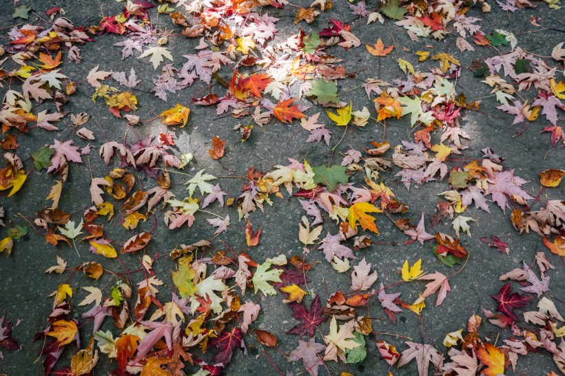 散落满地的枫叶图片