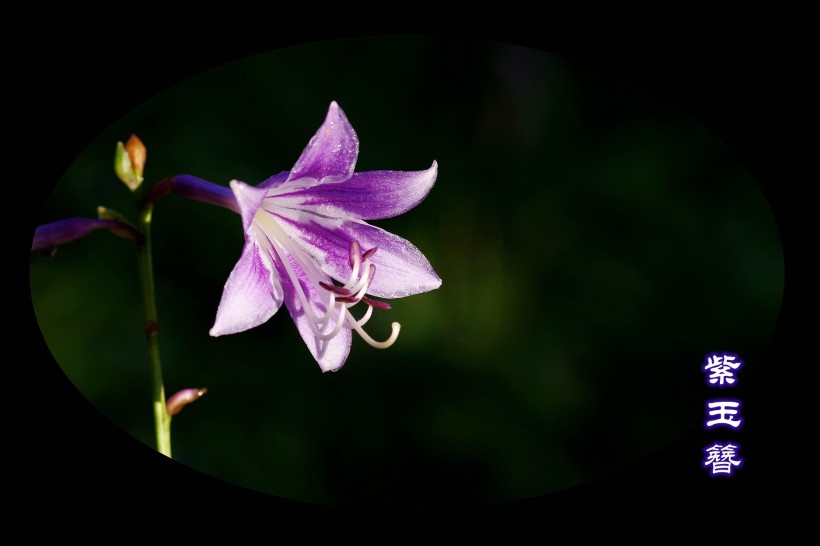 紫玉簪图片