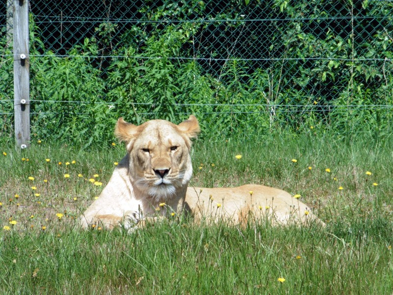 动物园里的母狮子图片