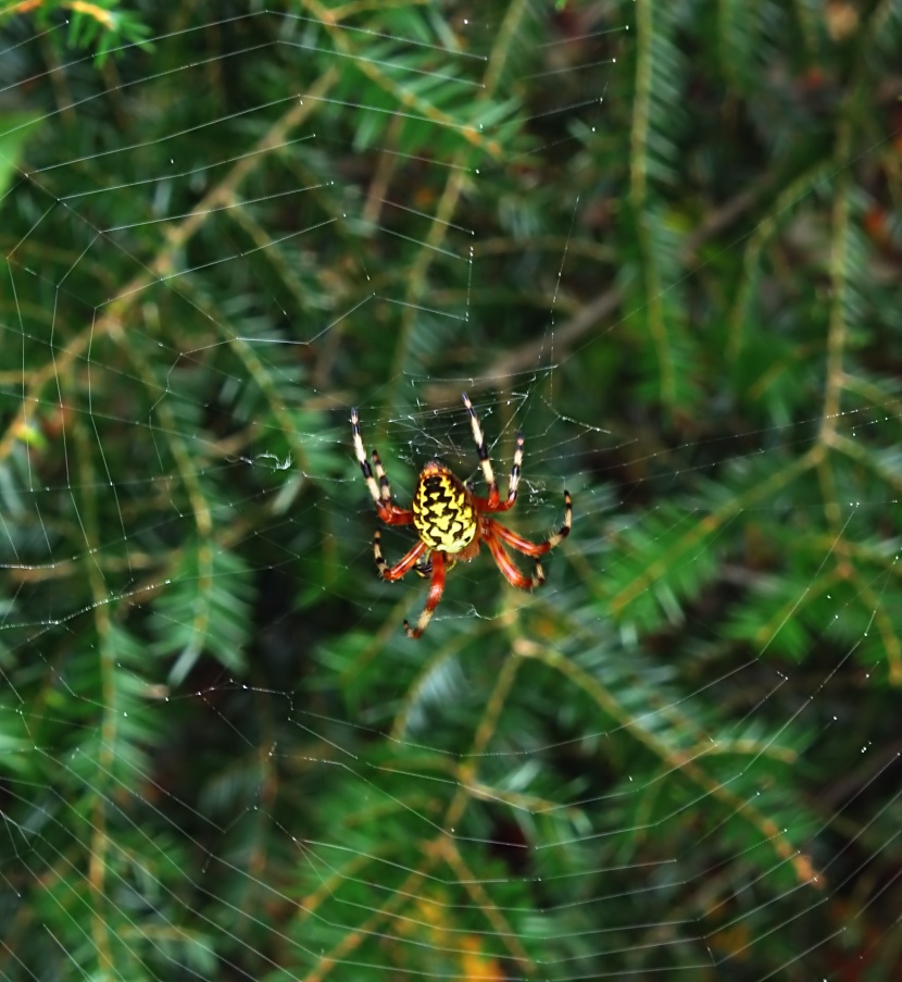 蜘蛛网高清图片