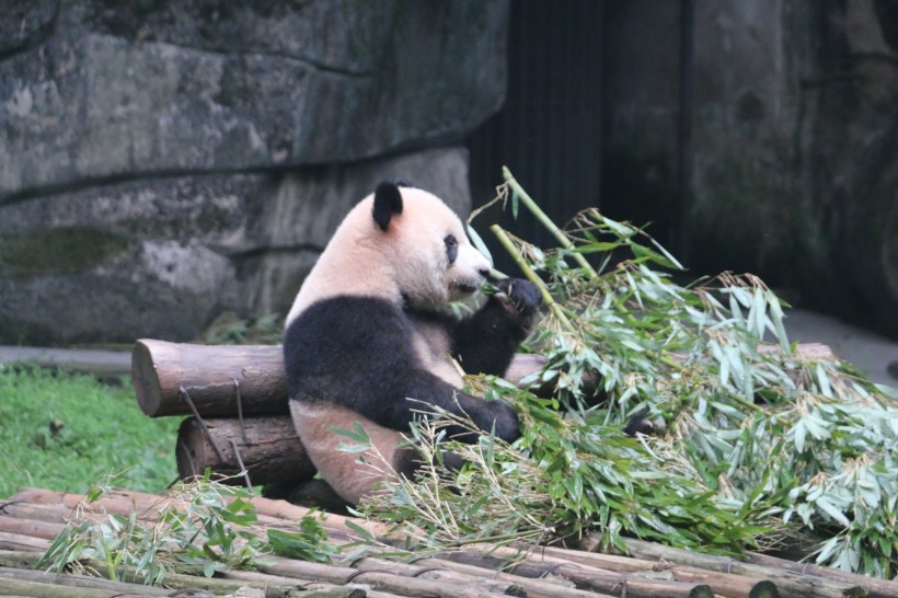可爱大熊猫图片