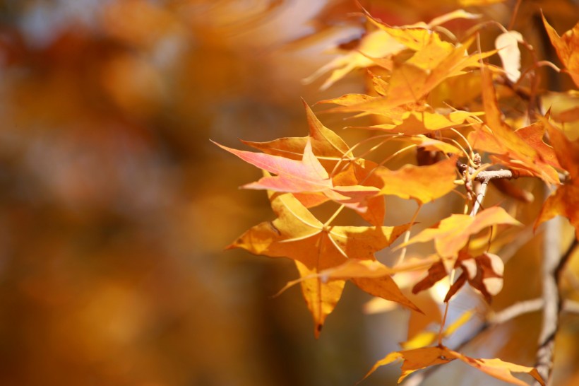 秋季凋零的叶子图片