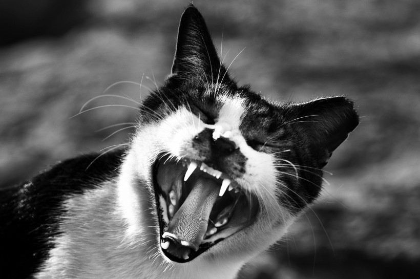张大嘴巴的猫咪图片