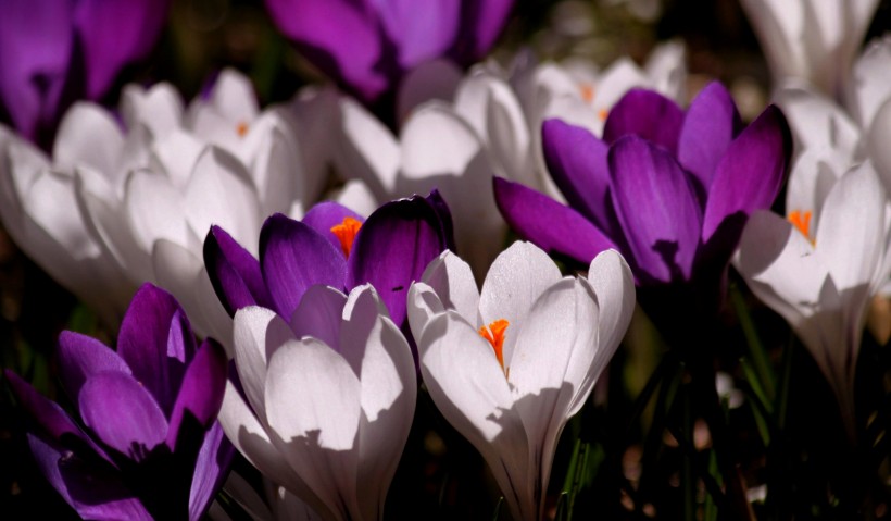紫色美丽的番红花图片
