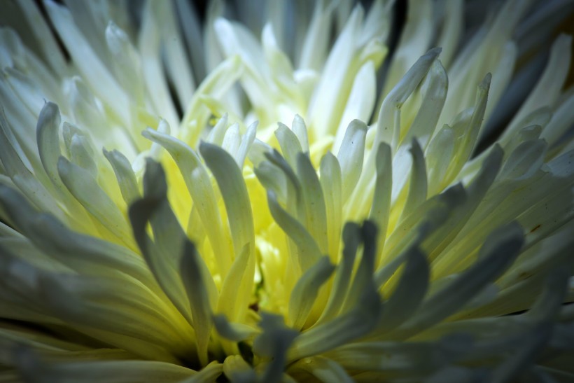 光影下的菊花图片