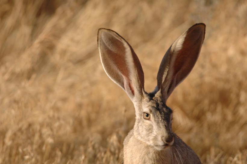 竖起耳朵的兔子图片