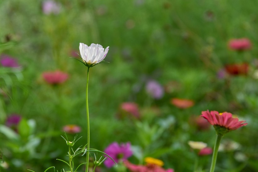 格桑花图片  