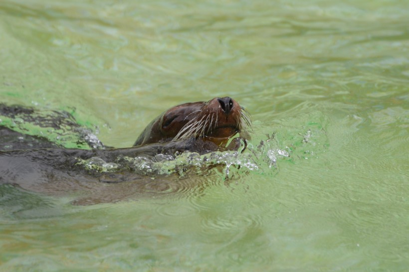 水中的海狮图片