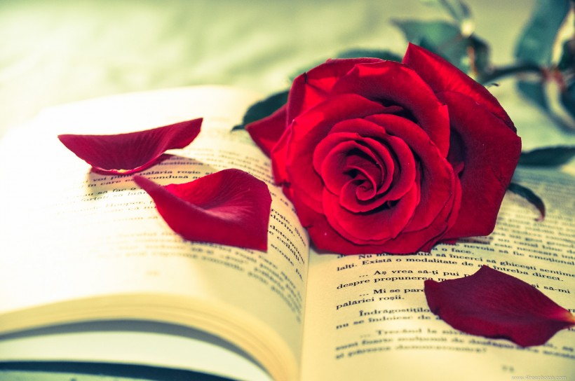 英语书上的红色玫瑰花图片