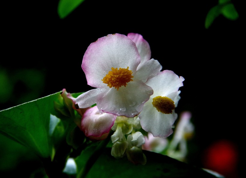 四季海棠花卉图片